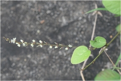 Desmodium gangeticum